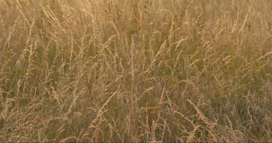 Tall brown wheat grass swaying in a light breeze on a fall day