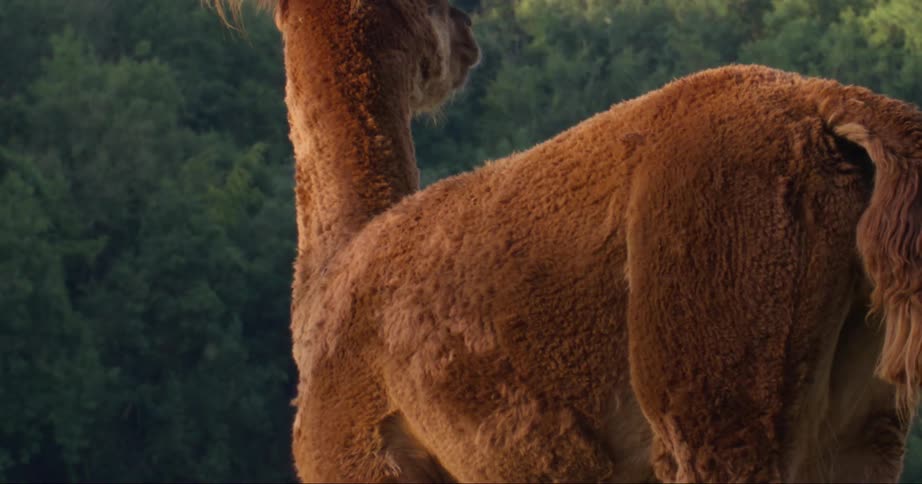 Brown alpaca looks around outside the woodland