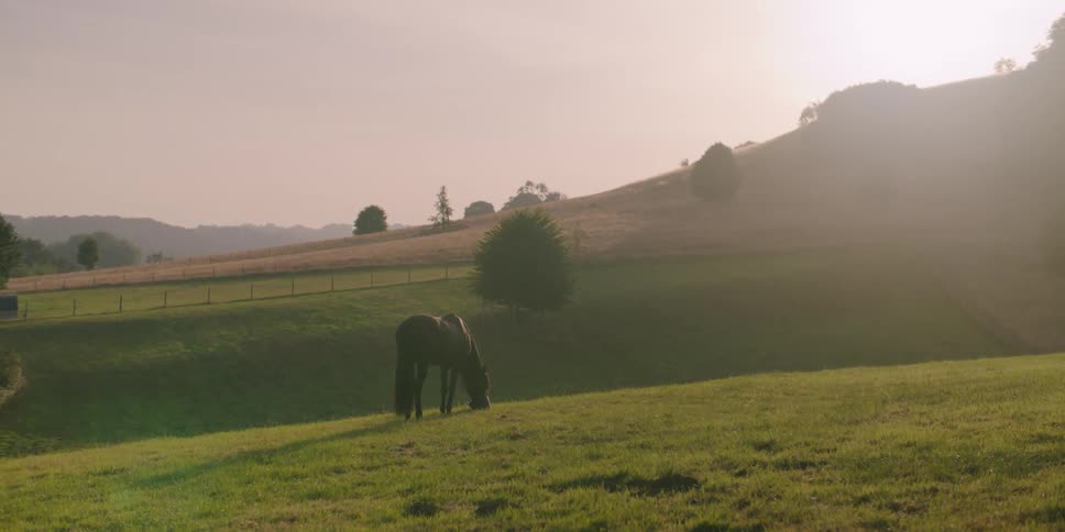 A horse is grazing on the farm