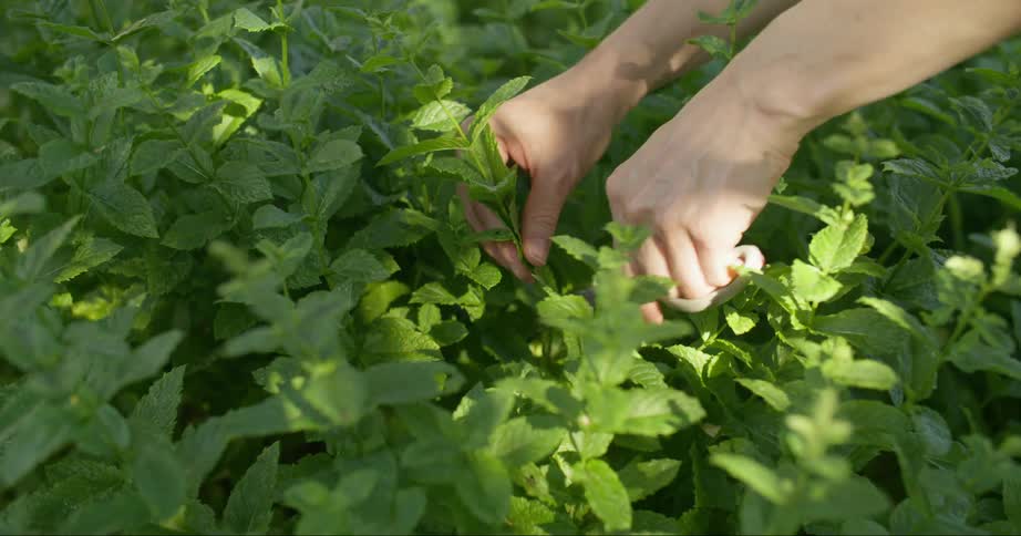 An adult cuts a stem of mint from a herb garden