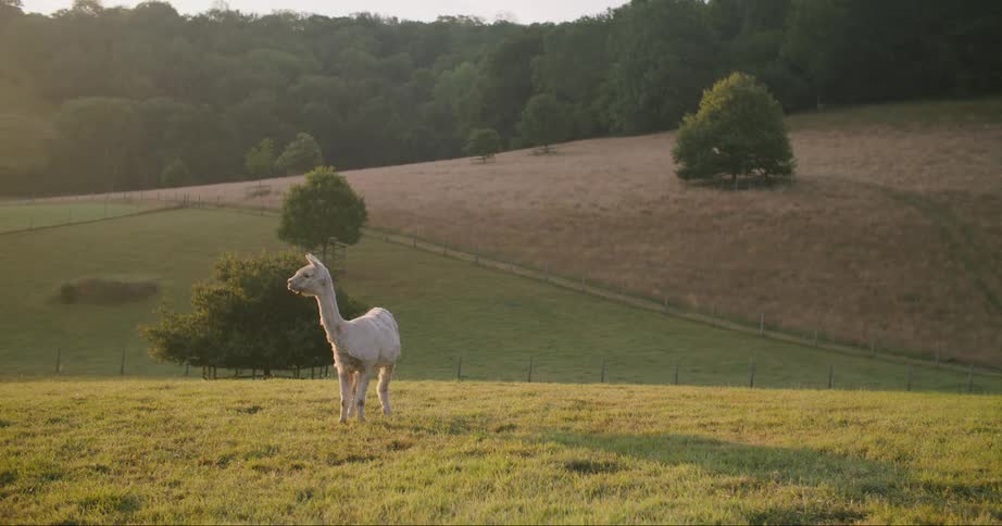 White llama on a hill in the countryside