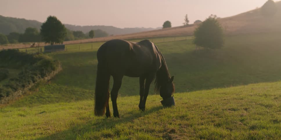 A horse in a grassy field is drinking water from a bucket on the ground