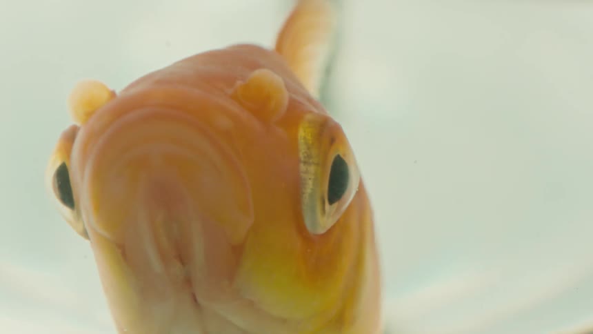 Closeup of the mouth of a yellow fish opening and closing