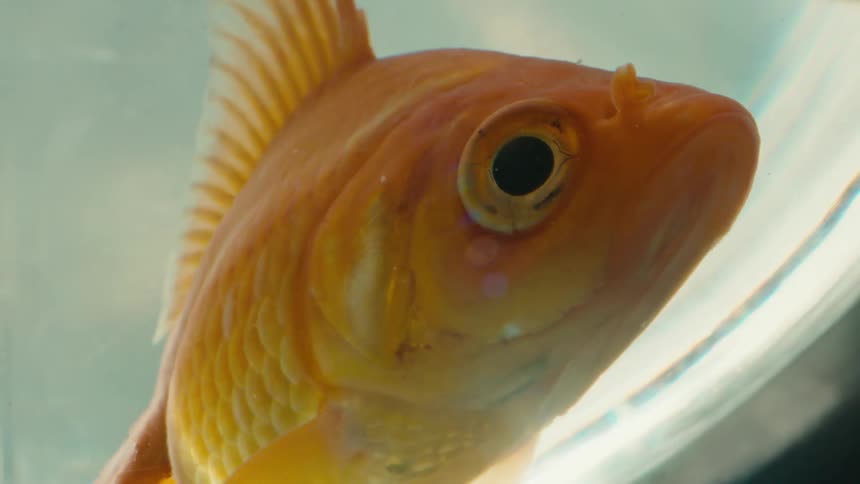 Closeup of a gold fish opening and closing its gills inside an aquarium