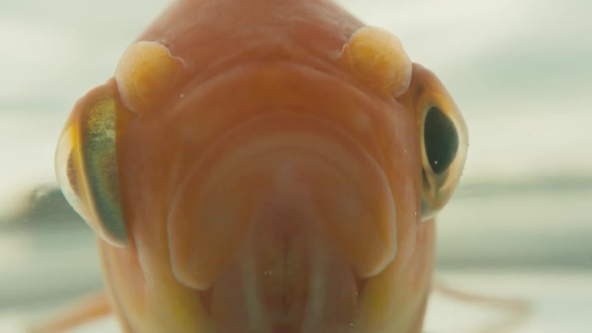 Close up view of a goldfish face moving its mouth