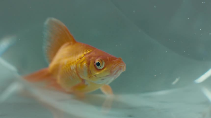 Goldfish at base of fishbowl gulps and looks around