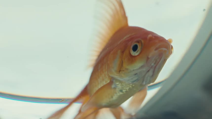 A goldfish in a bowl is moving its mouth and gills as it floats in the water