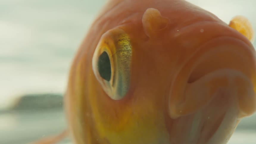 The goldfish is moving around