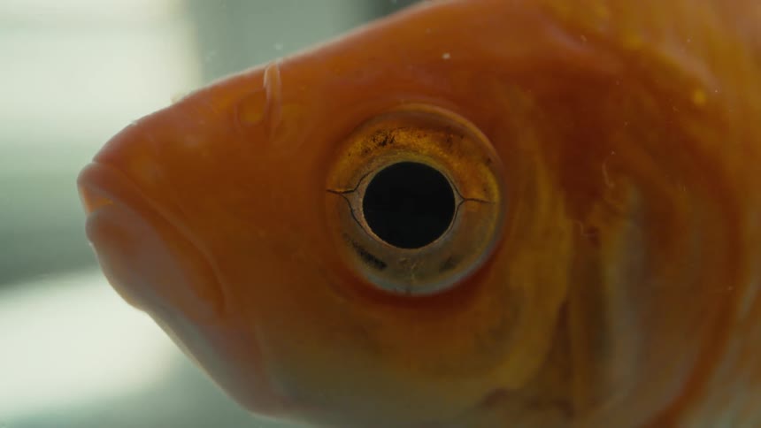 Close up of the head of a goldfish