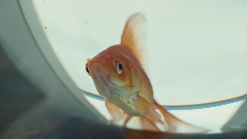 Golden fish inside an aquarium moving its mouth