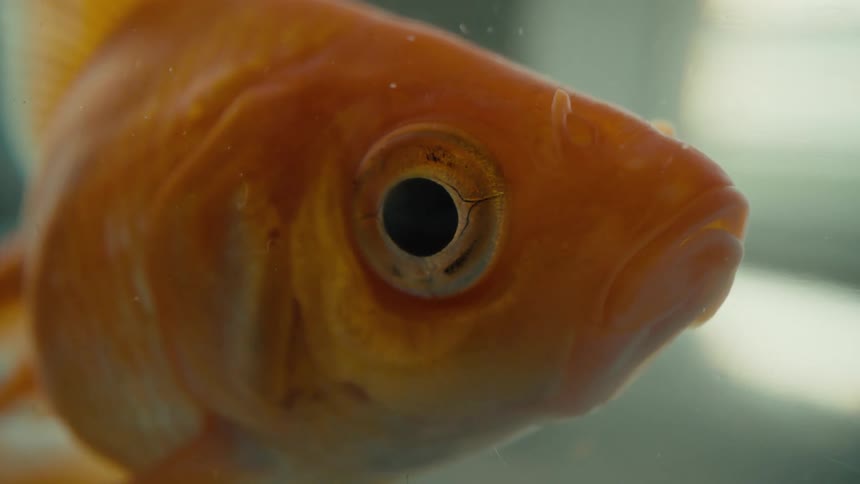 A face of a small orange fish underwater and he is moving his mouth and his eye