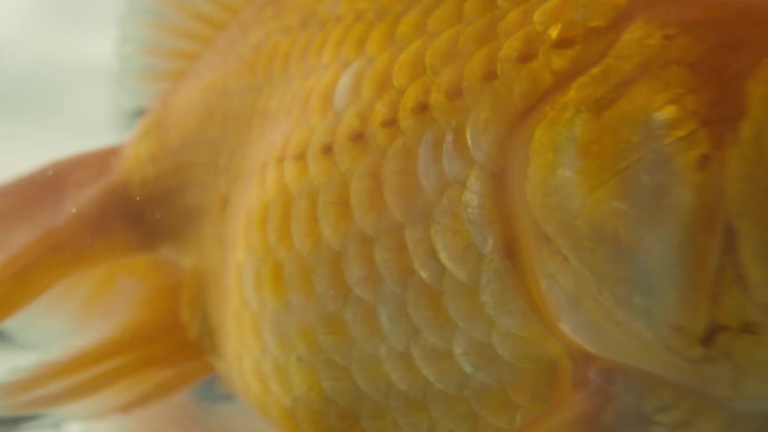 A gold fish is gulping water while remaining idle in its fishbowl