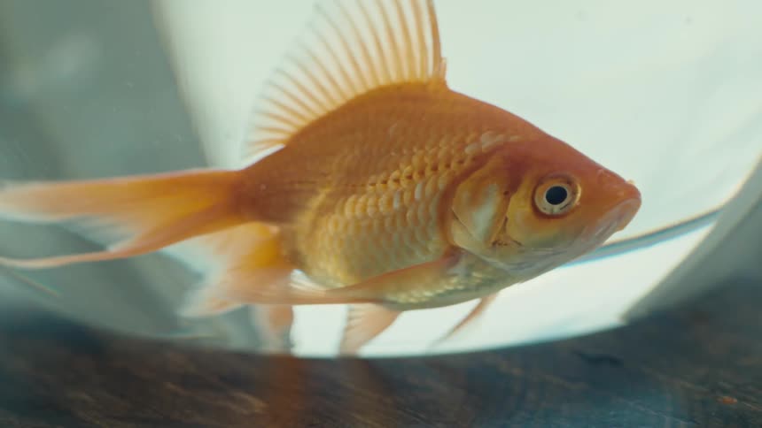 A gold fish in a bowl