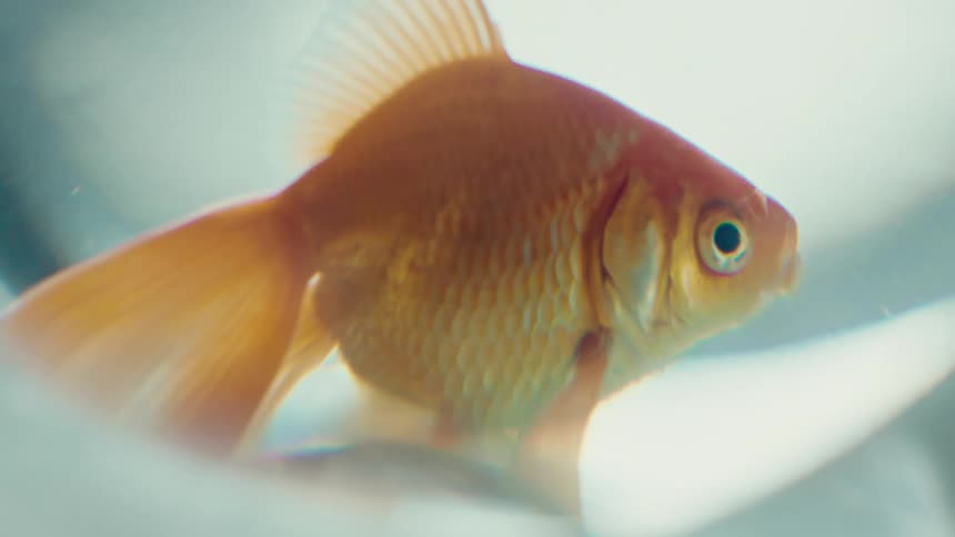 Goldfish rests near base of fishbowl