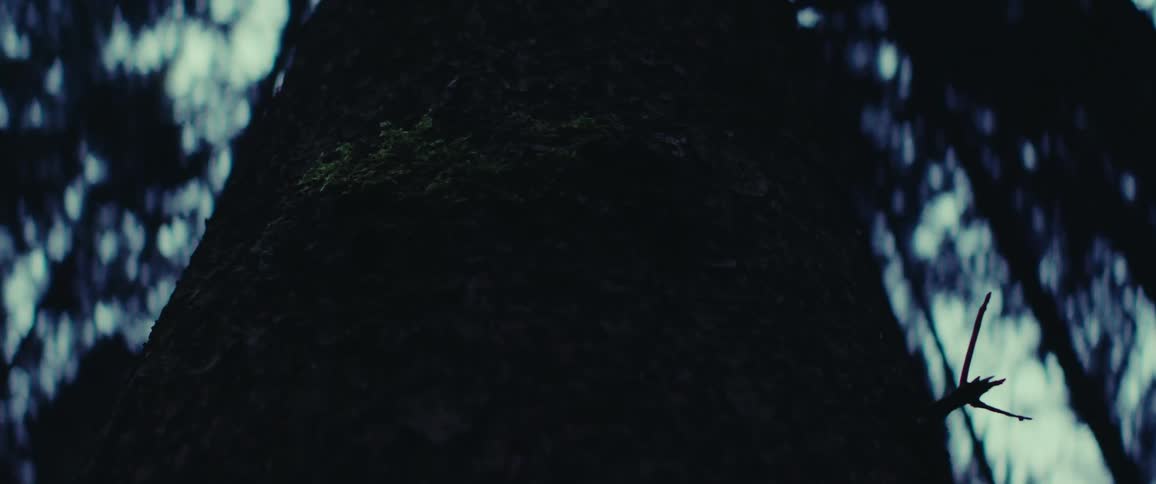 The forest is very dark during the day