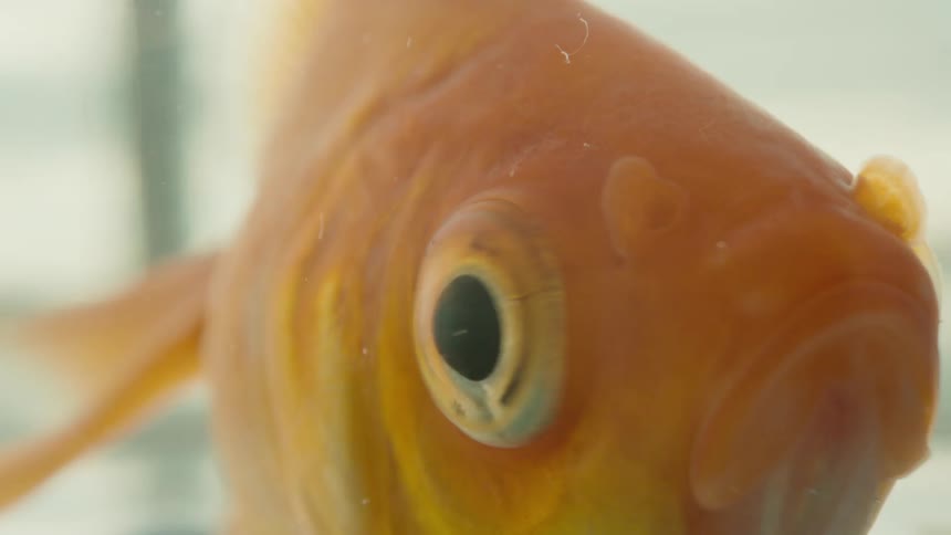 A goldfish moves its eye around as it looks out of the glass bowl