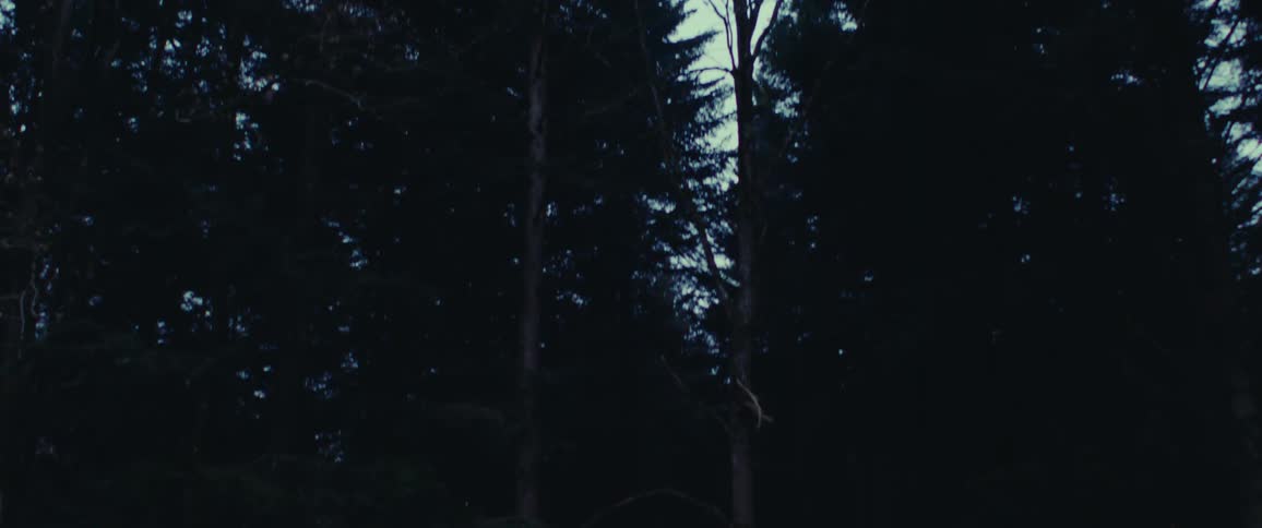 Logs on the ground next to a road in the forest