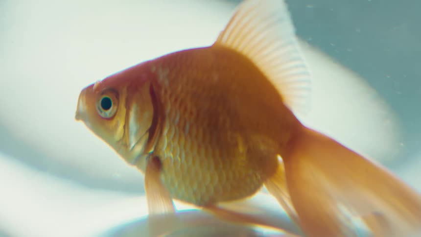 The goldfish is swimming in the fish bowl