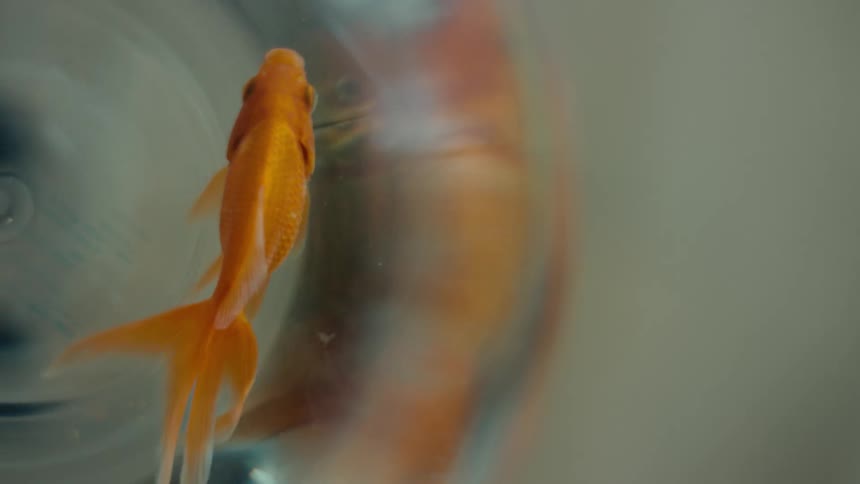 Goldfish in bowl of water