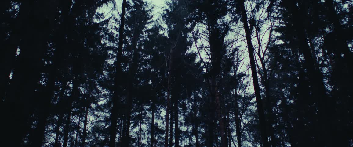 Canopy of pine tree silhouettes in front of a hazy blue sky