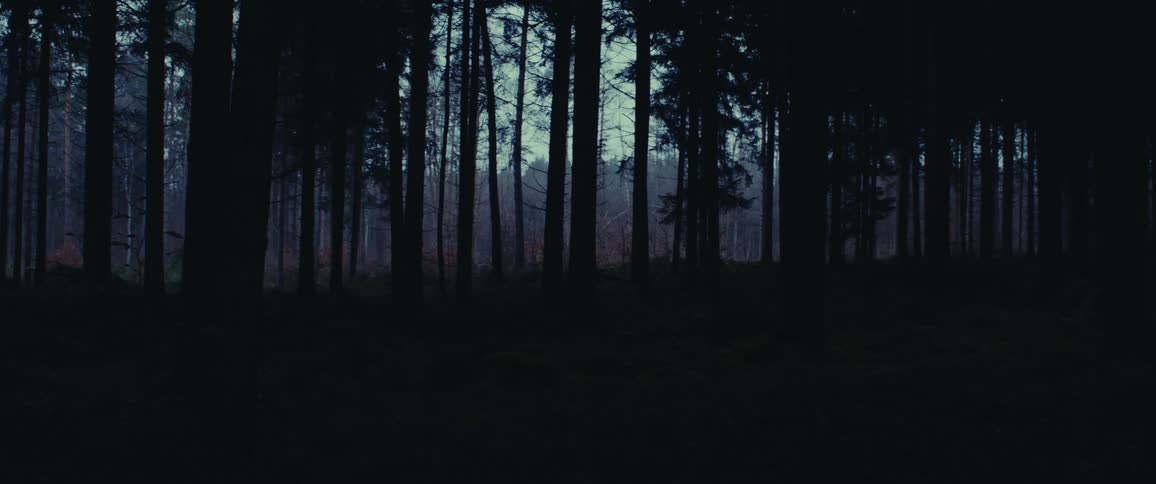 Dark and foggy forest with silhouetted trees
