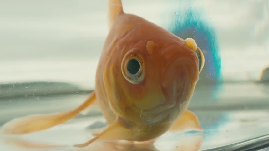 Goldfish rests on bottom of fishbowl