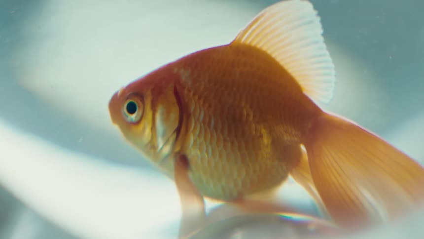 A close up clip of a golden fish in an aquarium