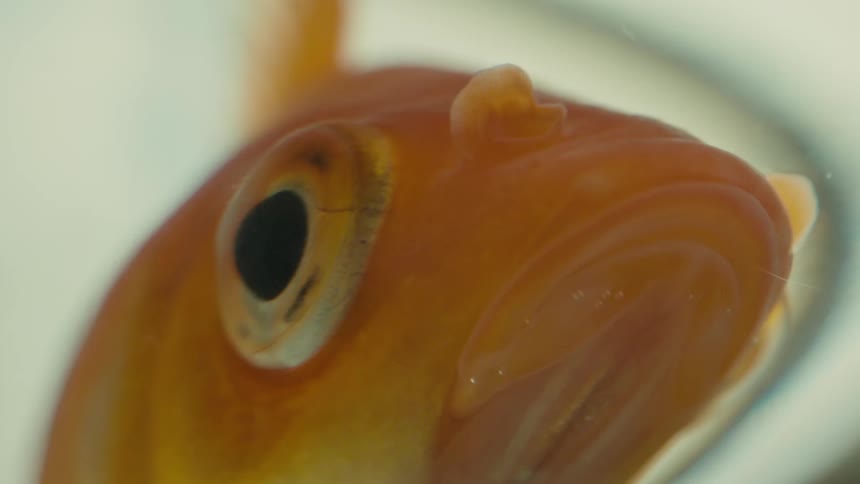 Close up goldfish eyes mouth
