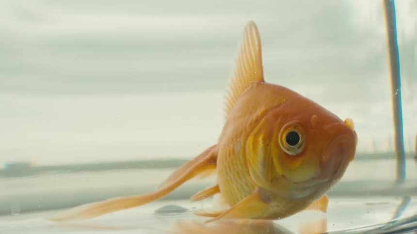 The goldfish is in the fish bowl