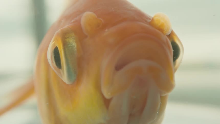 Closeup goldfish eyes mouth