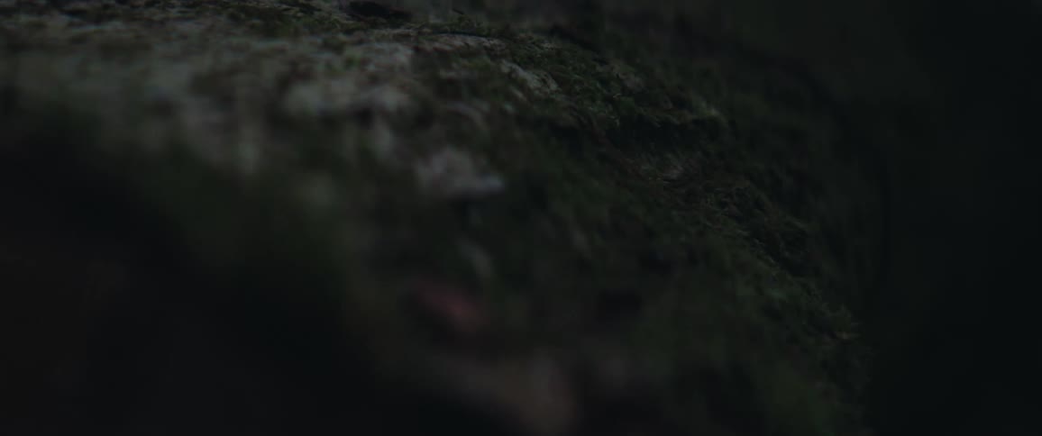 Closeup of the trunk of a fallen tree in the forest