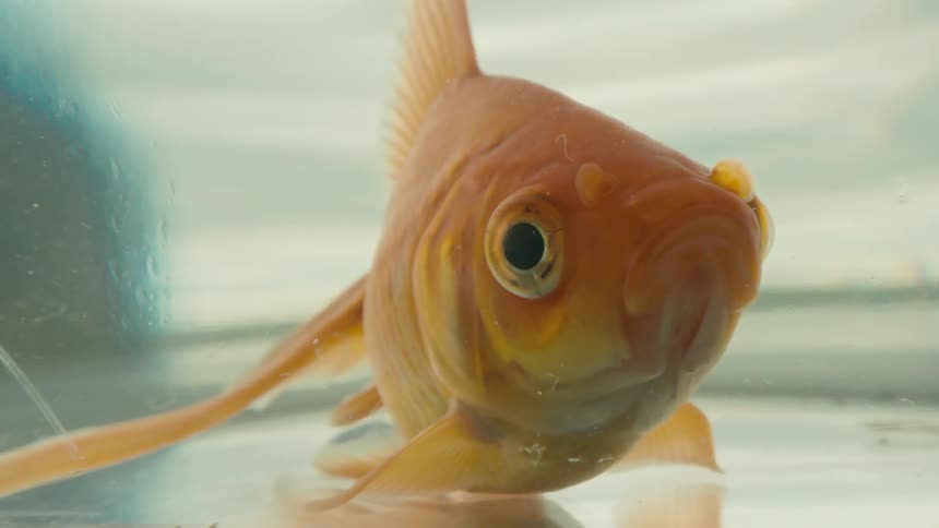 A golden fish in an aquarium