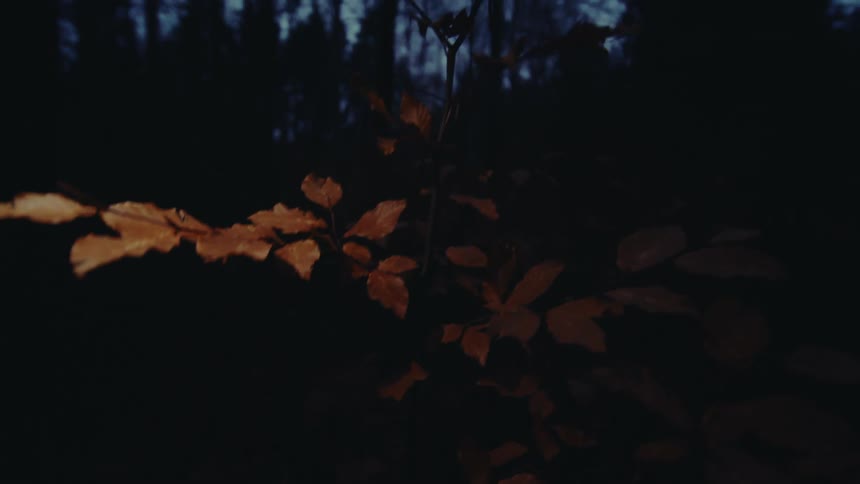 The camera pans up and down quickly in a dark forest at night
