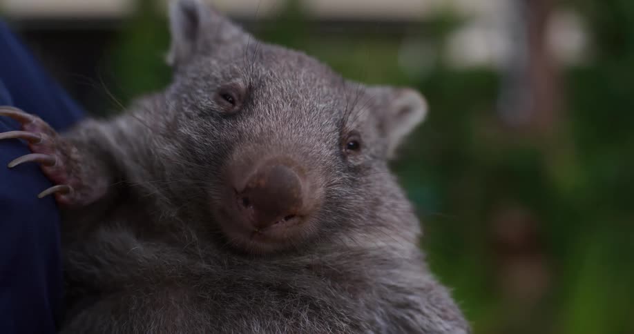 A wombat sleeps peacefully and then gently opens its eyes