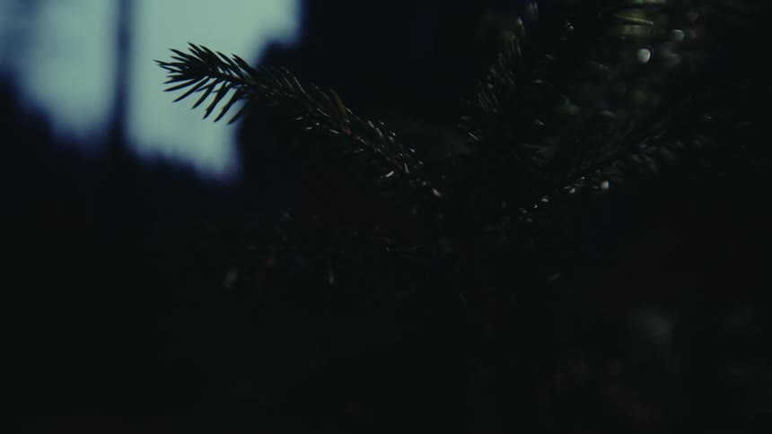 Wind blows the branches on the tree
