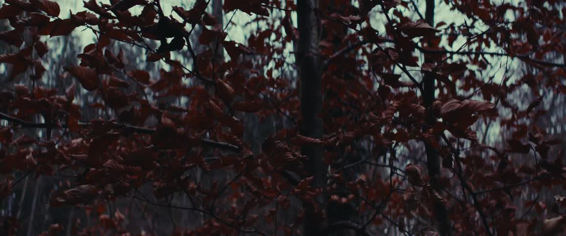 A tree branch with several red leaves
