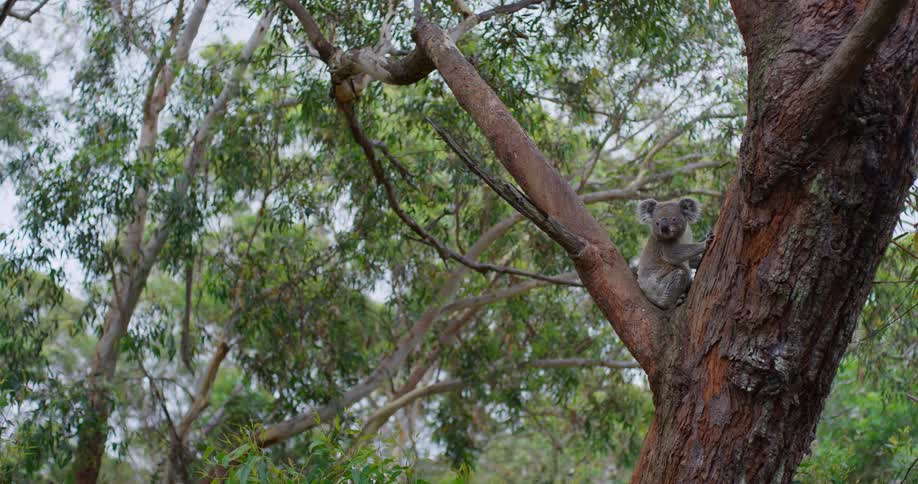 A koala sitting on a tree trunk in the forest during the day