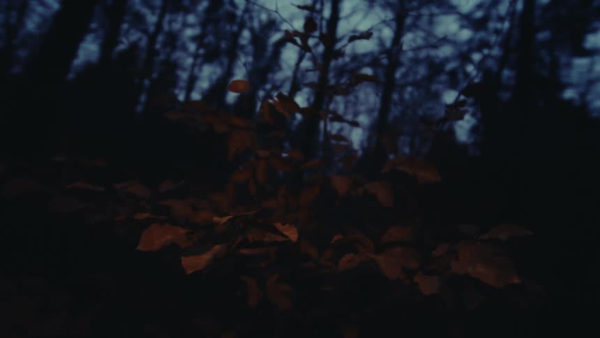 Leaves of a small tree in the forest at night