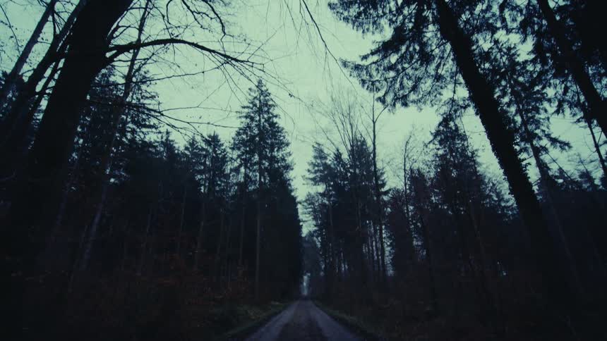 A muddy road passes through a forest filled with towering pine trees