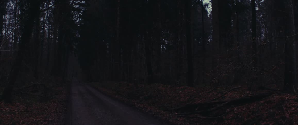 Fallen leaves cover ground bordering road passing through woods