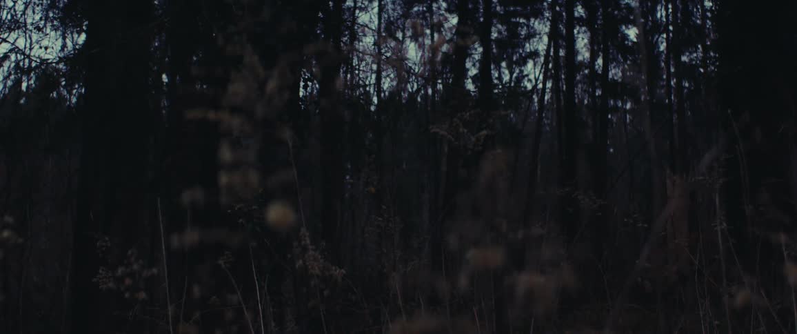 A gray and gloomy sky can be seen through the tall trees of a forest
