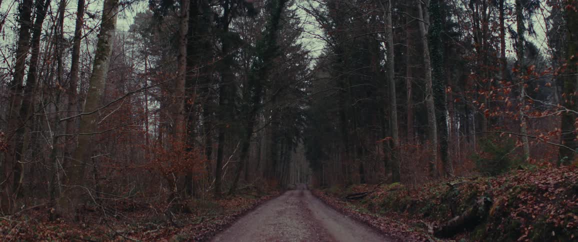 A sandy road through trees in a forest with fallen leaves
