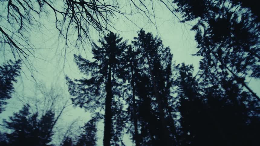 Forest tree top silhouette under a hazy blue sky from ground up perspective