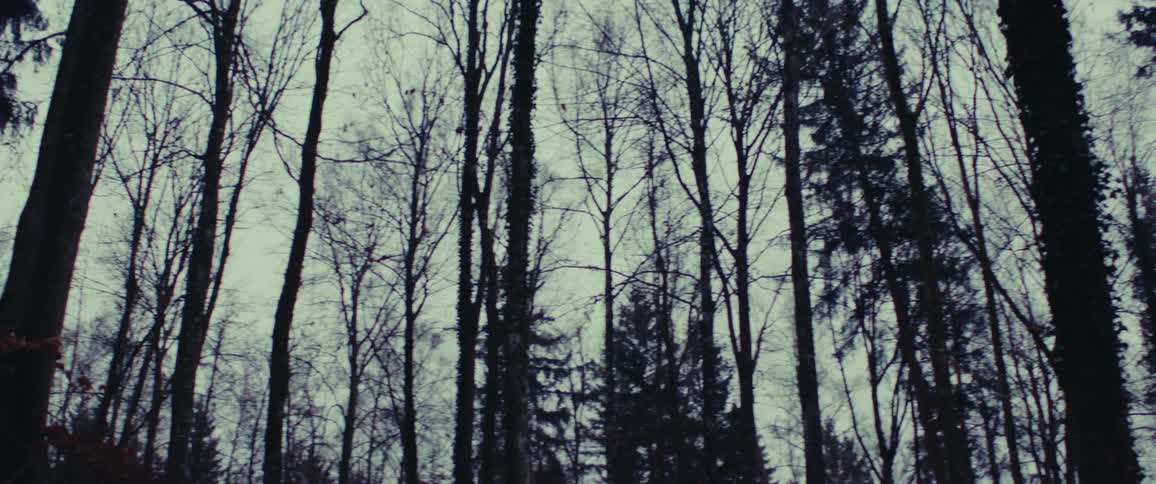 Several trees in a forest that is a little dark