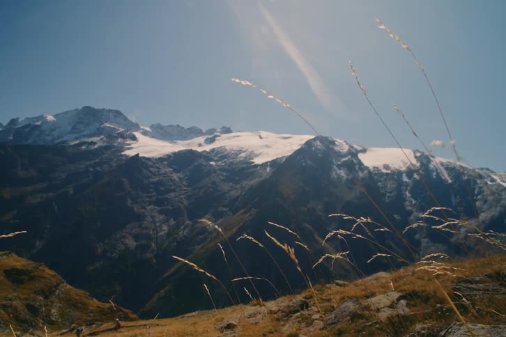 Wheat blows in the wind in front of a snow covered mountain