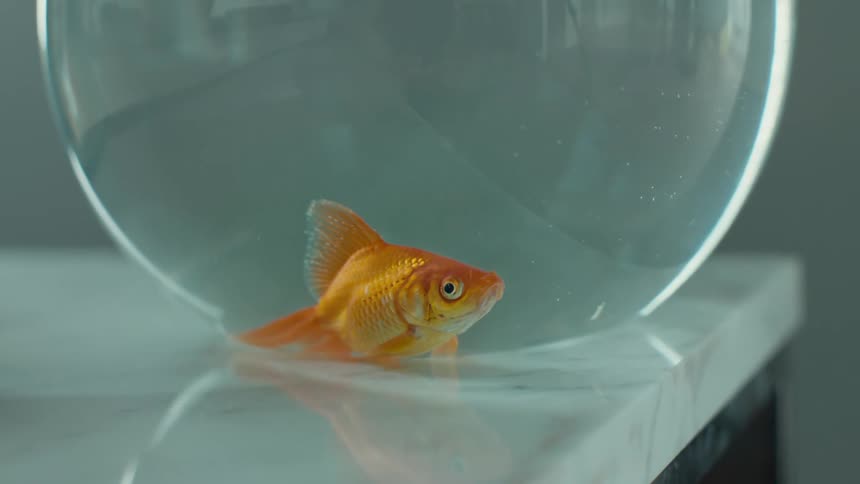 A small goldfish in a small aquarium