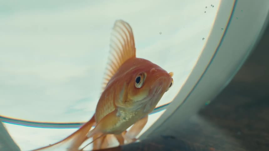 A goldfish in a glass aquarium during the day