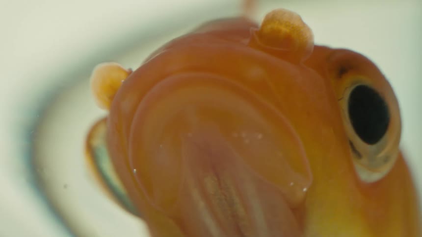 A small goldfish calmly gulps water while in its fishbowl