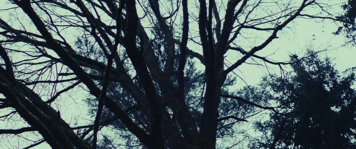 Heavy clouds are over the trees