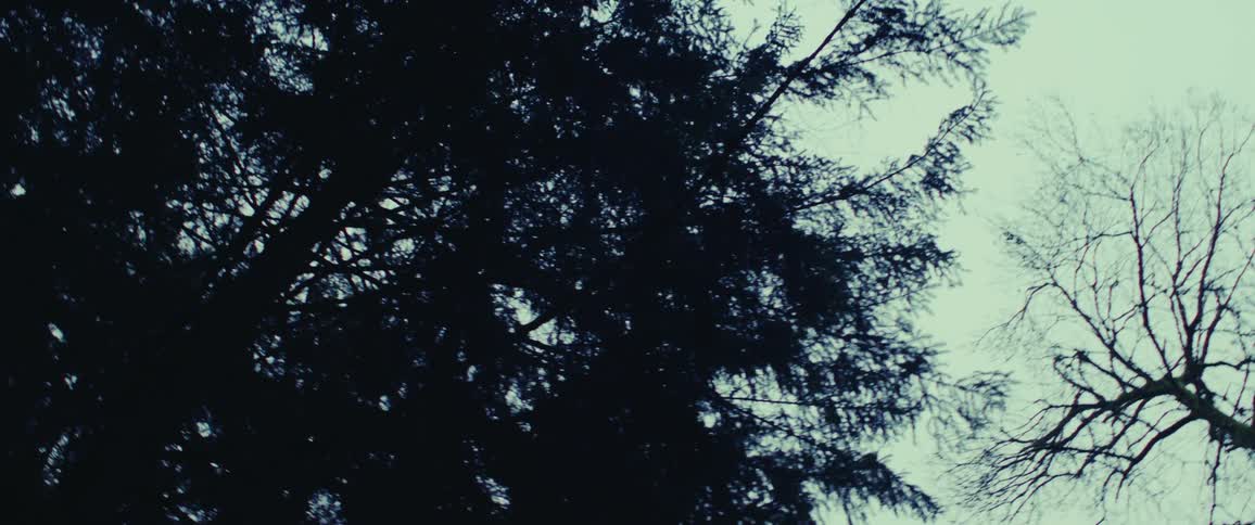 An orbiting clip of the trees in the forest